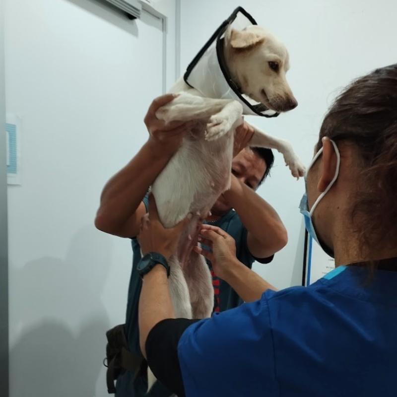 10 Klinik Haiwan Terbaik di Melaka 2025 14 Kim Veterinary Clinic Surgery 1