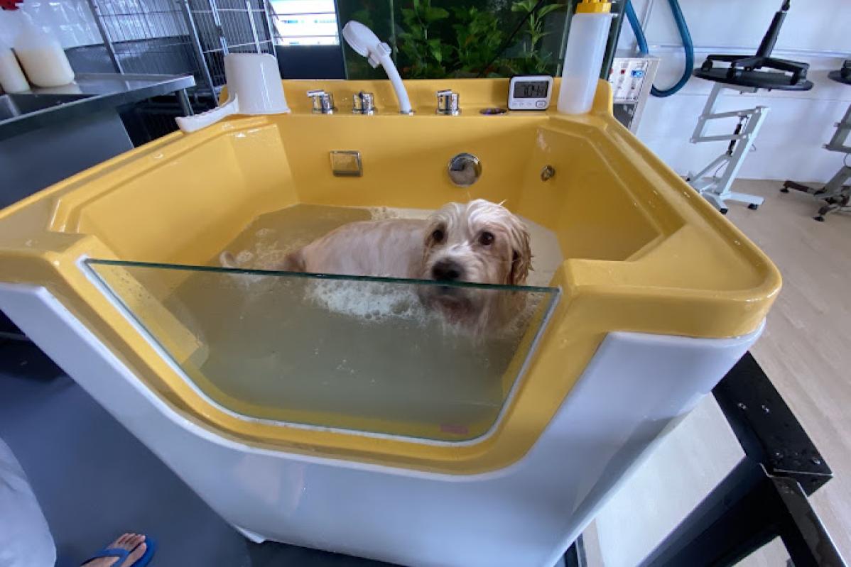 Top 10 Best Pet Boarding in Sarawak 2025 9 Kimly Pet Studio 1