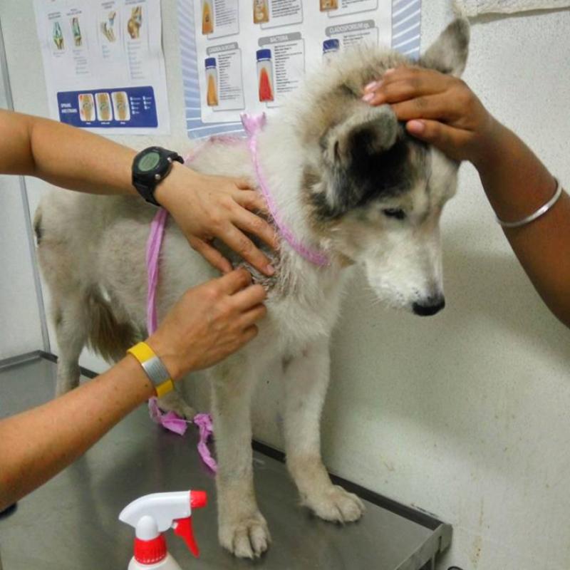 10 Klinik Haiwan Terbaik di Melaka 2025 18 Klinik Dan Surgeri Haiwan LaTinet 1