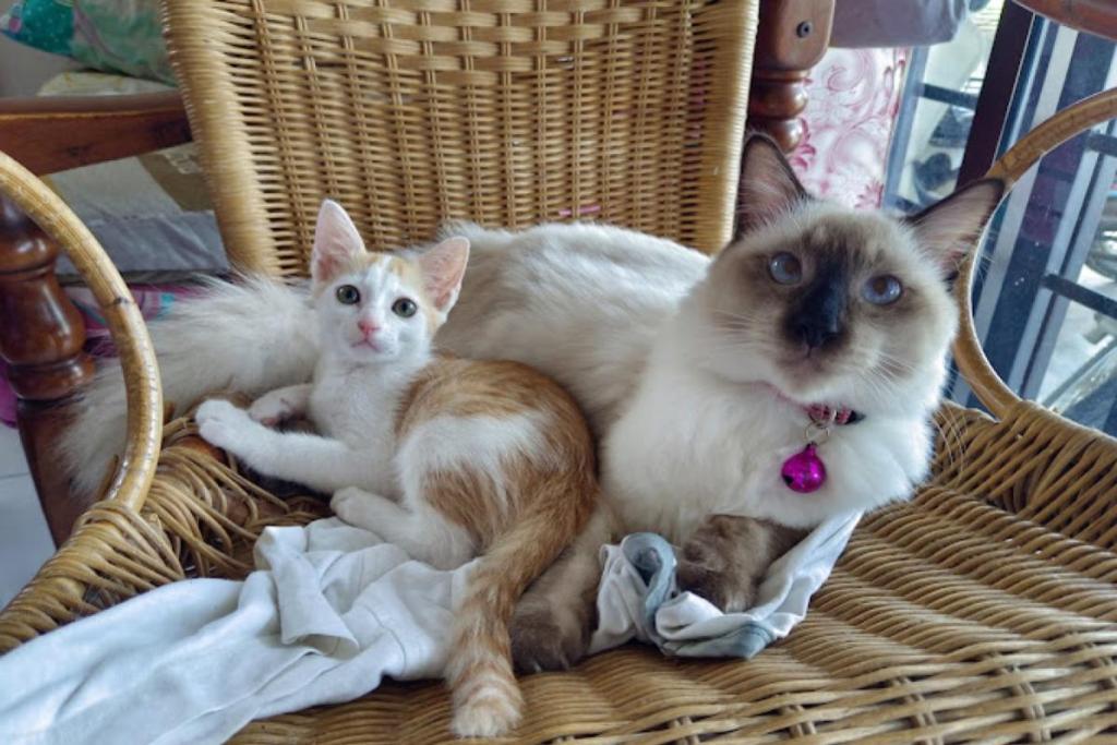 10 Klinik Haiwan Terbaik di Ipoh 2025 16 Klinik Haiwan Menglembu 1