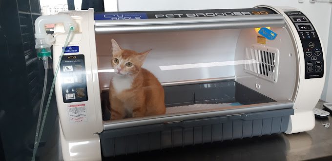 10 Klinik Haiwan Terbaik di Johor 2025 11 Klinik Veterinar Larkin 1