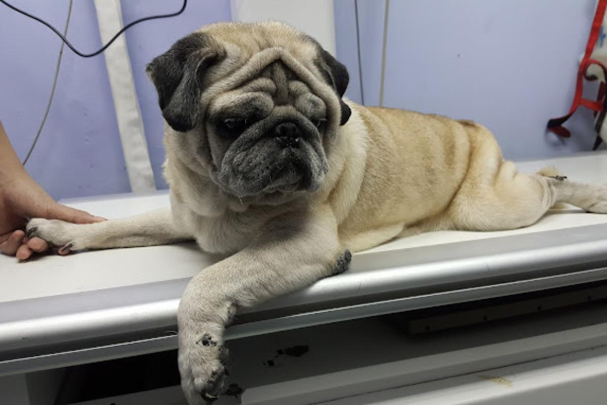 10 Klinik Haiwan Terbaik di Johor 2025 19 Koh Animal Clinic Surgery 1