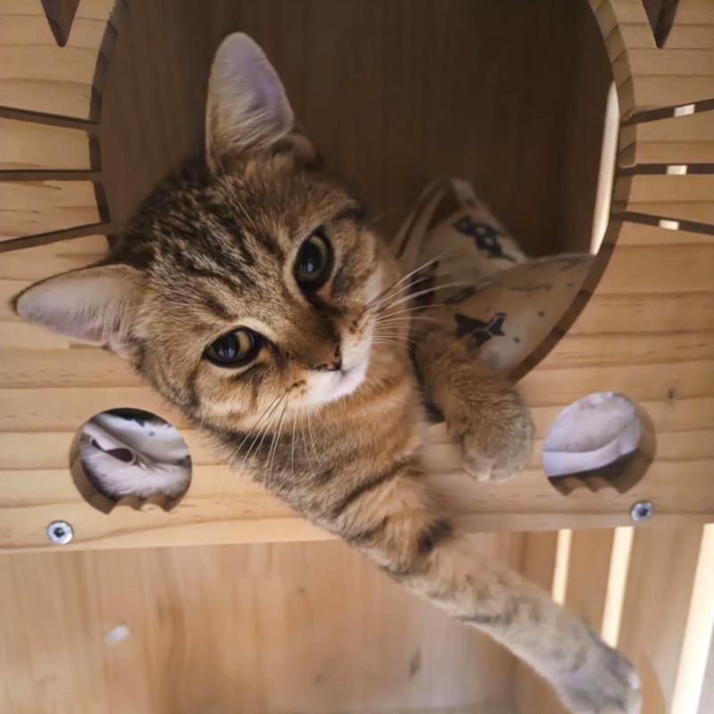 Top 10 Best Pet Boarding in Penang 2025 13 Koocing Cat Hotel Cat Grooming 1