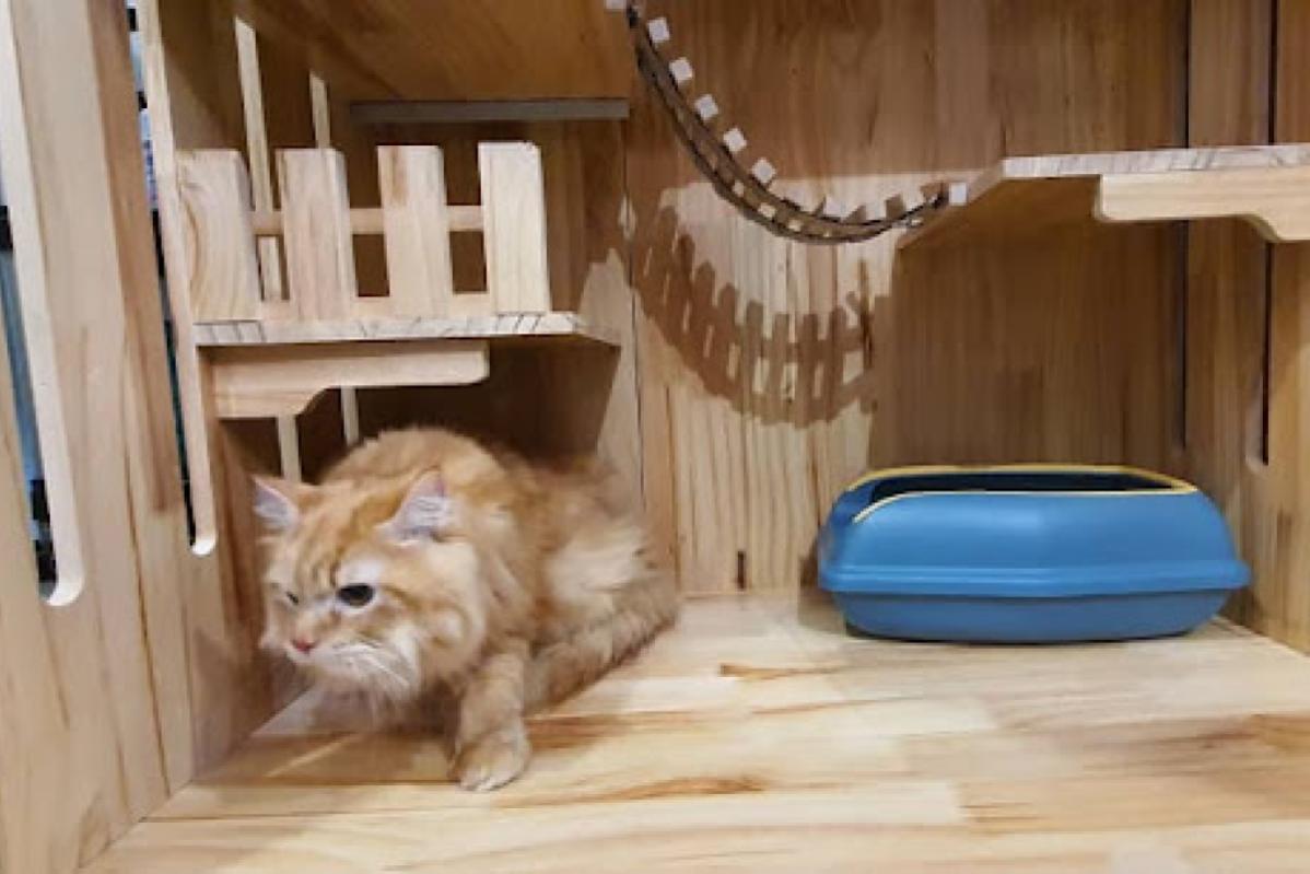 Top 10 Best Pet Boarding in Sarawak 2025 19 LINXPET HOTEL 1