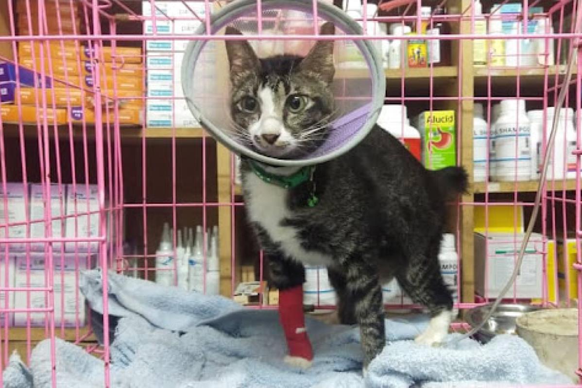 10 Klinik Haiwan Terbaik di Sarawak 2025 12 Lee Veterinary Hospital 1