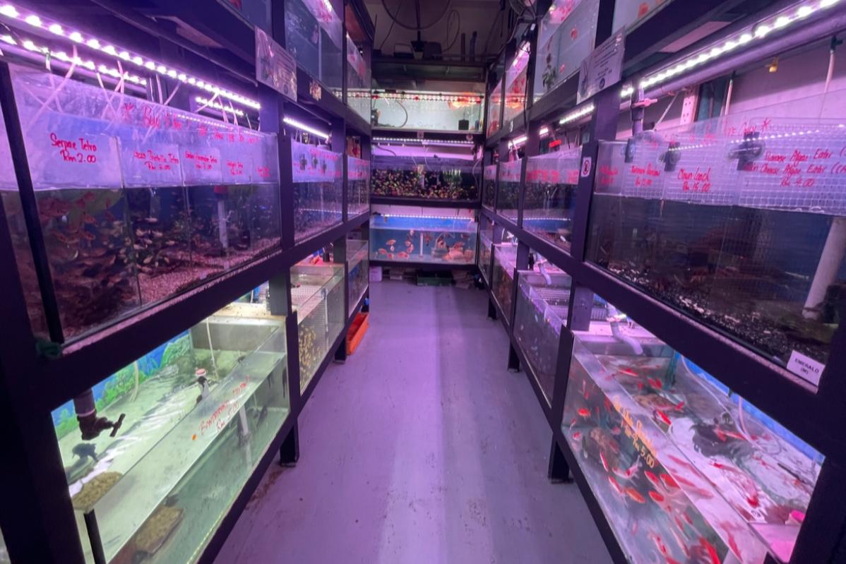 Top 10 Best Aquatic Pet Shops in Malaysia 2025 25 Leong 88 Aquatic 1