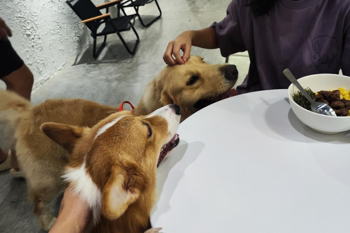 Top 20 Best Dog Cafes in Malaysia 2025 14 Little Chubby Cafe 1