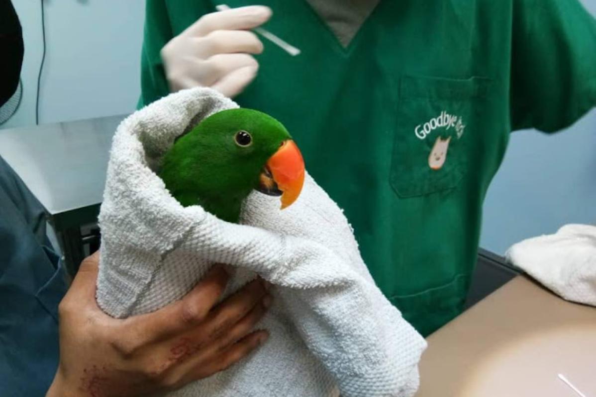 10 Klinik Haiwan Terbaik di Ipoh 2025 6 LittleFoot Animal Clinic 1