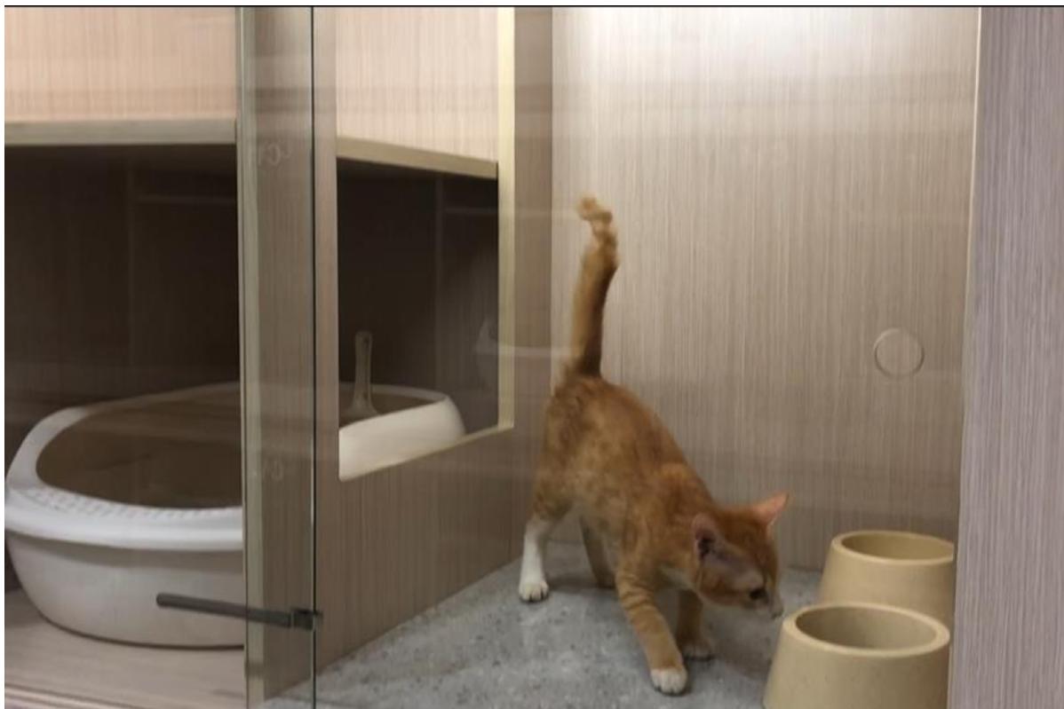 5 Pet Boarding Terbaik di Malaysia 2025 3 Maobulous Cat Boutique Hotel Spa 1