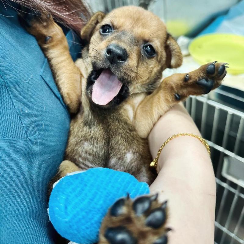 10 Klinik Haiwan Terbaik di Ipoh 2025 18 Midtown Falim Veterinary Clinic and Surgery 1