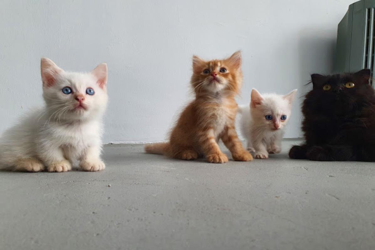 Top 10 Best Pet Boarding in Sabah 2025 19 Mimo Pet House 1