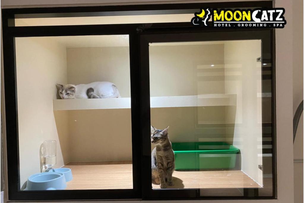 Top 10 Best Pet Boarding in Johor 2025 5 MoonCatz 1 1