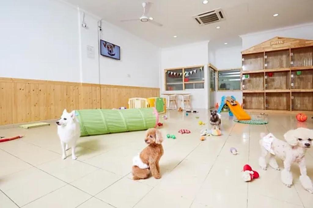 9 Pet Boarding Terbaik di KL & Selangor 2025 13 Mr Coco Pet Hotel Spa 1