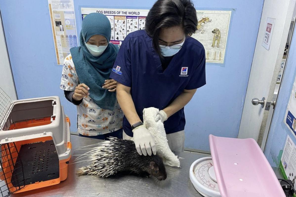 10 Klinik Haiwan Terbaik di Melaka 2025 4 My Animal Clinic Surgery
