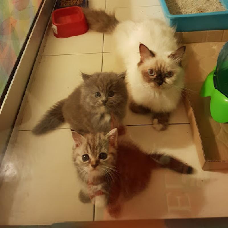 Top 10 Best Pet Boarding in Sarawak 2025 7 My Home Pet Care 1