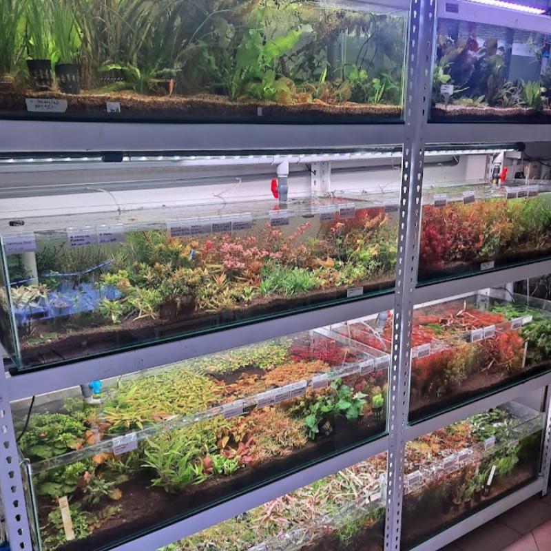 Top 10 Best Aquatic Pet Shops in Malaysia 2025 21 Natural Aquatic World 1