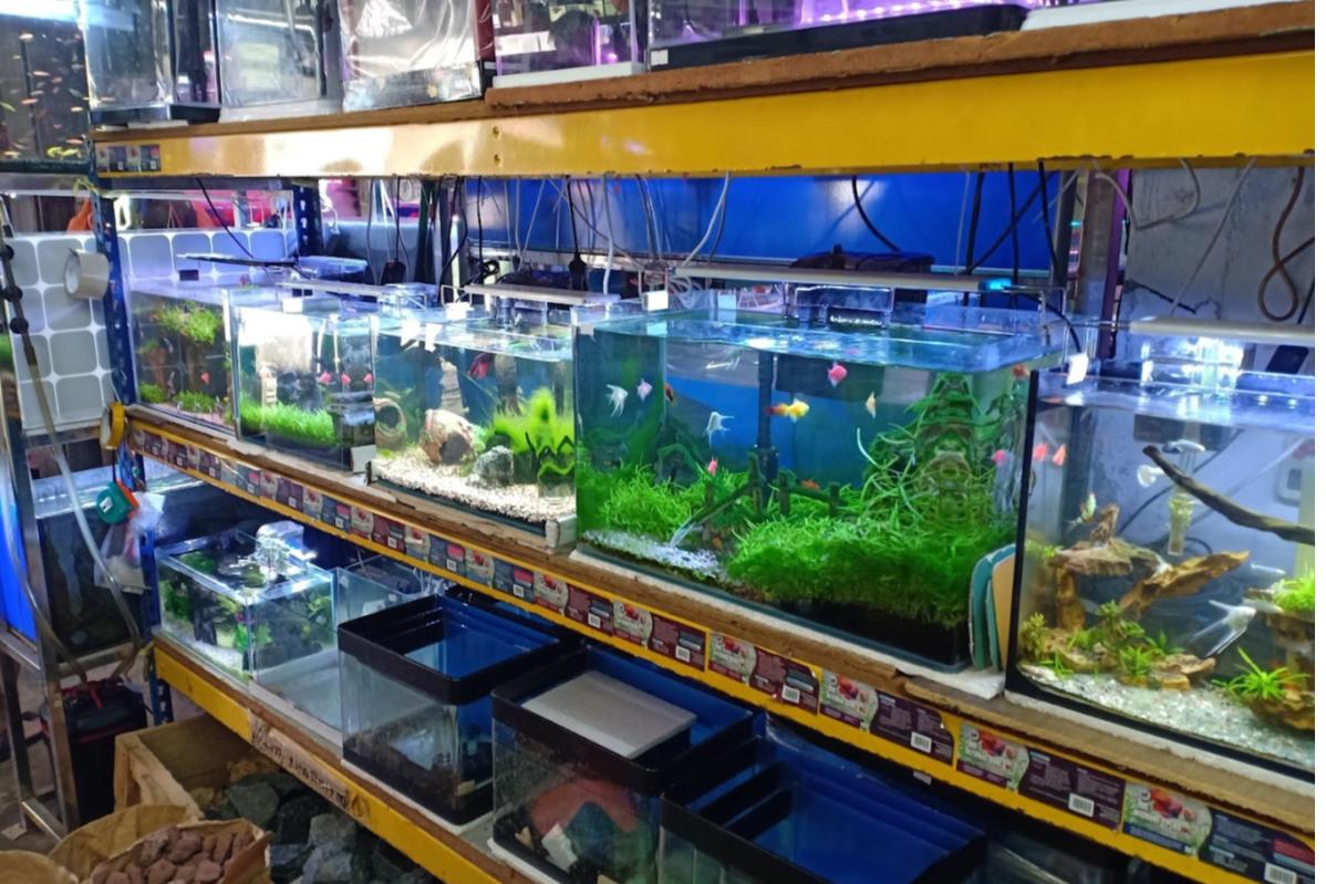 Top 10 Best Aquatic Pet Shops in Malaysia 2025 15 Newlife Aquatic 1