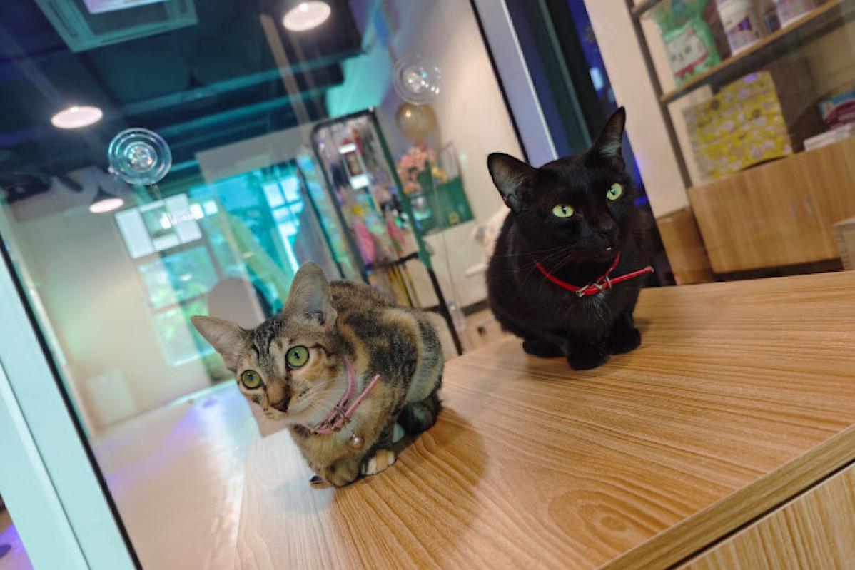 Top 10 Best Pet Boarding in Sarawak 2025 13 Nottie Pet 1 1