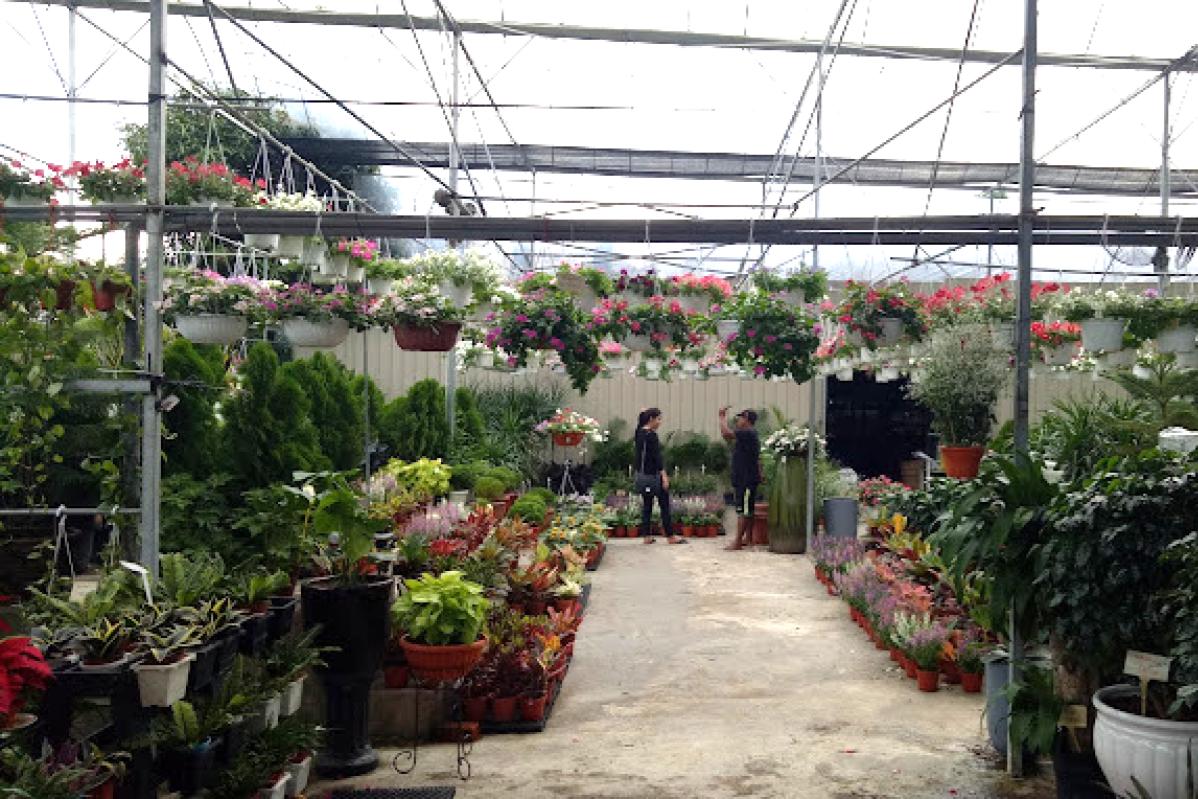 Top 10 Best Plant Nurseries in KL & Selangor 2025 12 Palace Rose Nursery
