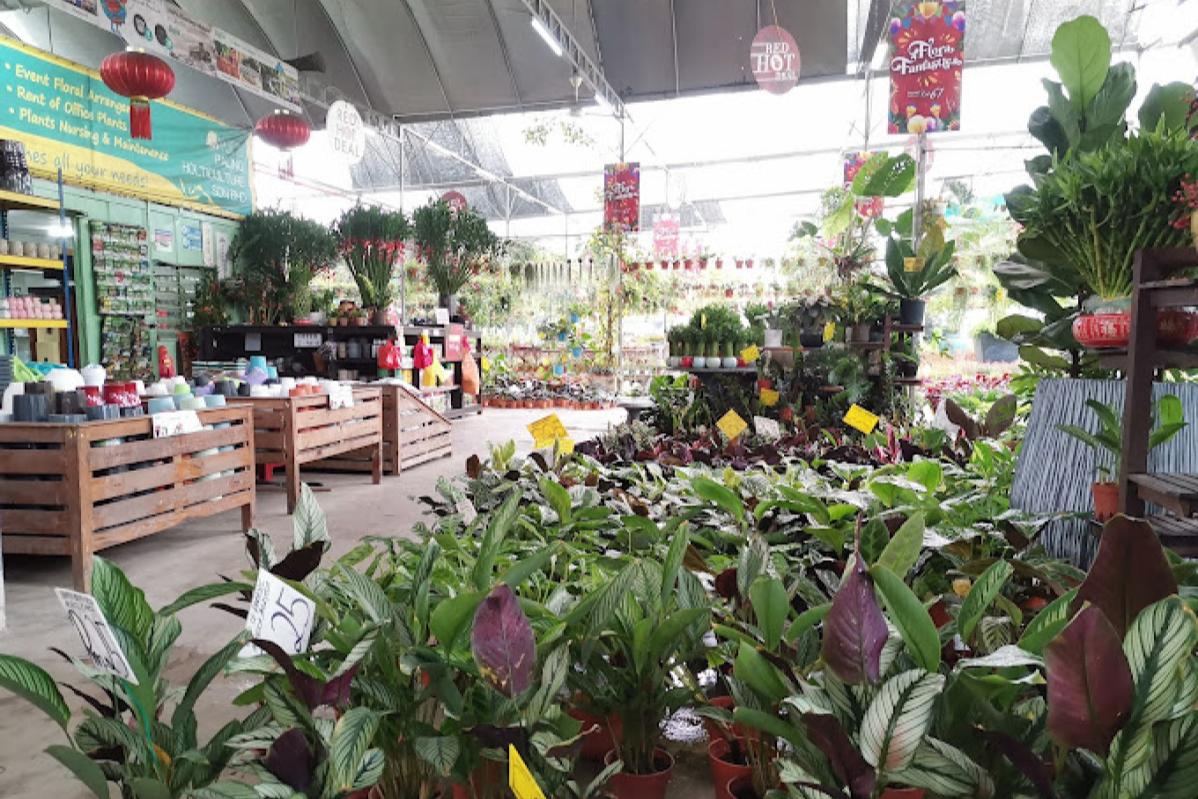 Top 10 Best Plant Nurseries in KL & Selangor 2025 6 Paling Horticulture