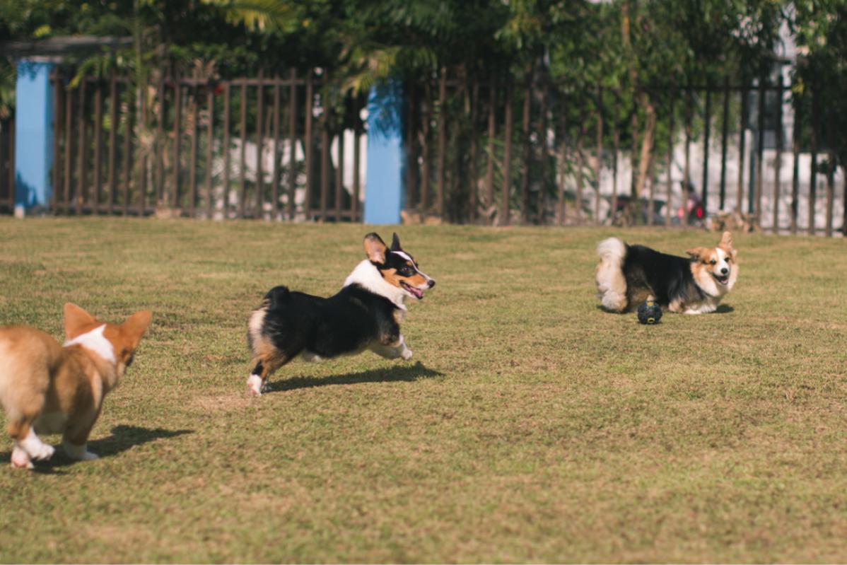 9 Pet Boarding Terbaik di KL & Selangor 2025 16 PamperPup Pet Home Boarding Day Care 1