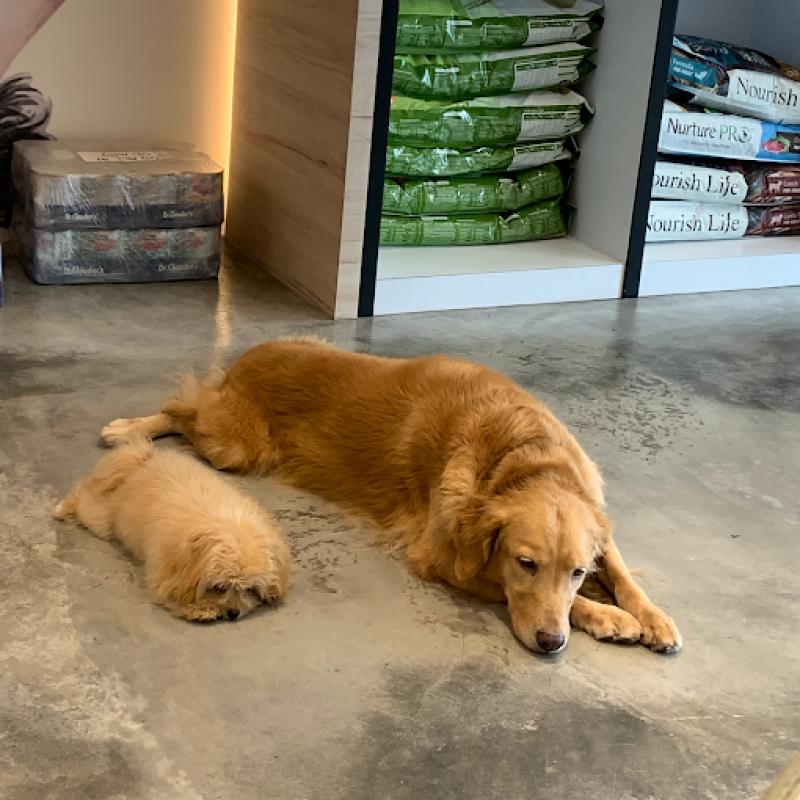 Top 10 Best Pet Boarding in Penang 2025 17 PawPals 1