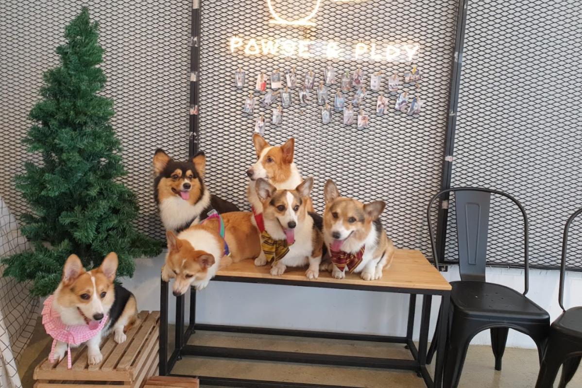 Top 20 Best Dog Cafes in Malaysia 2025 34 Pawse Play 1