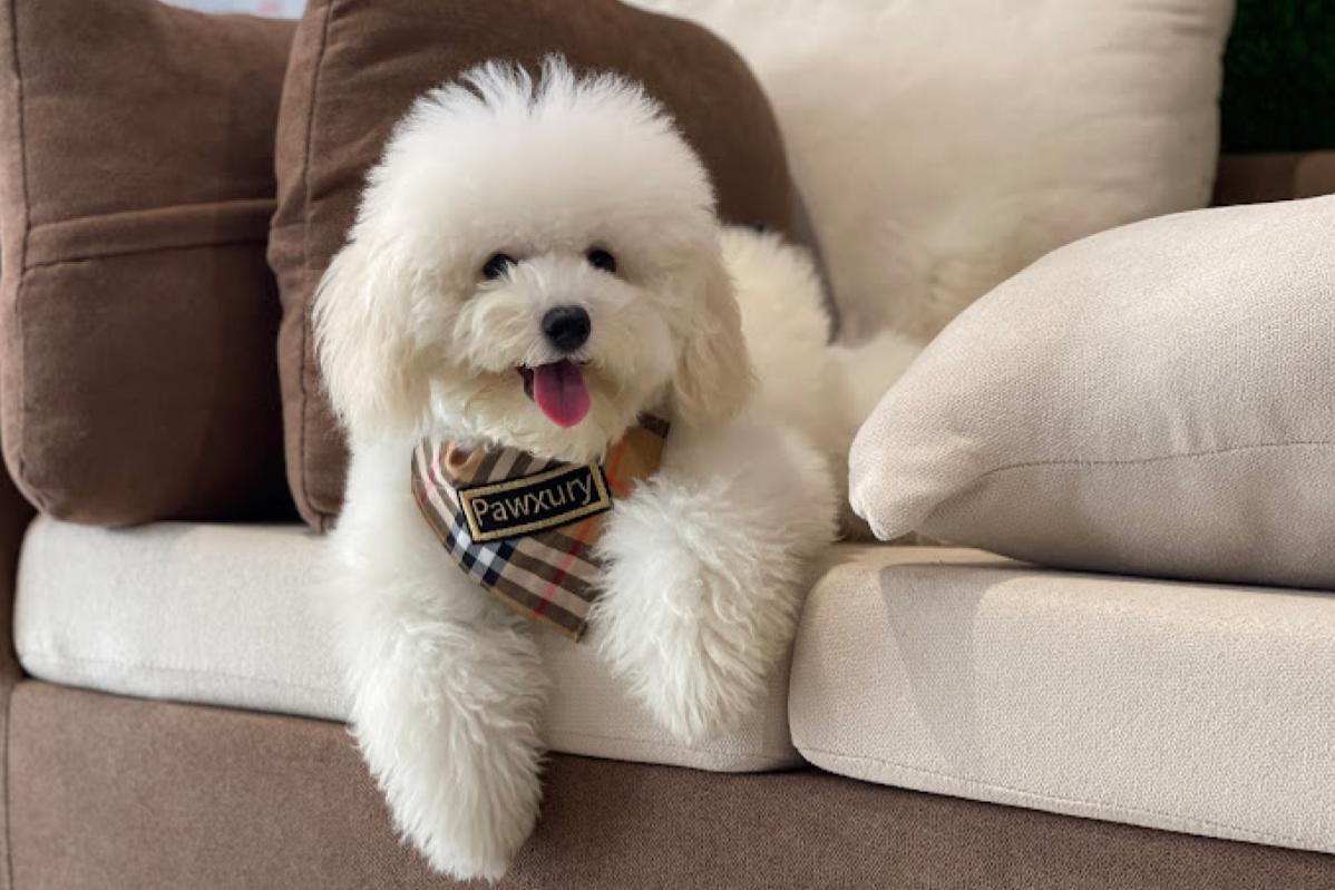 Top 10 Best Pet Boarding in Sarawak 2025 5 Pawxury 1