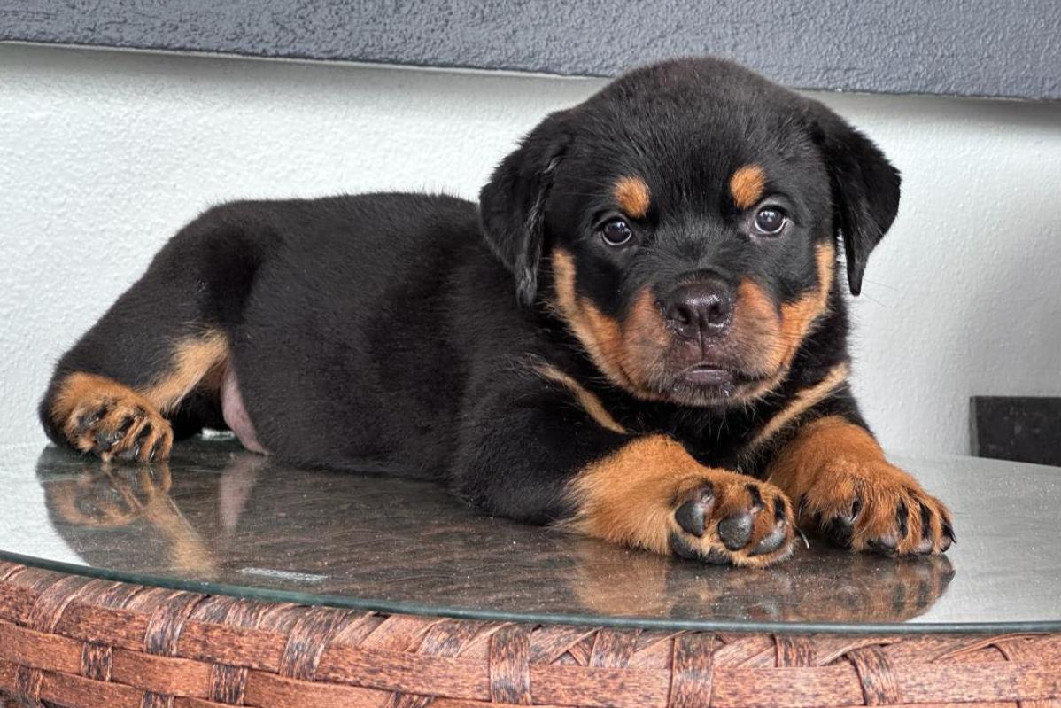 Top 10 Best Pet Boarding in Sabah 2025 15 Pet Haus KK 1