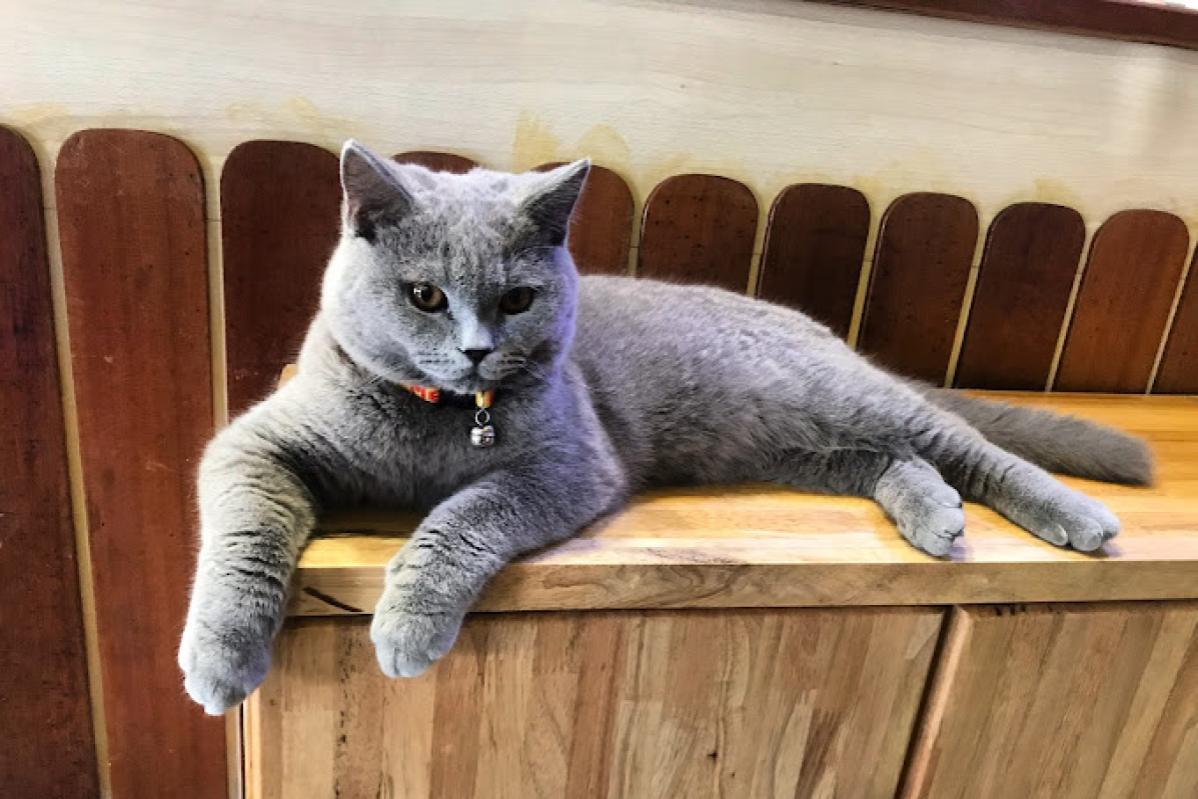 Top 10 Best Pet Boarding in Sabah 2025 5 Pet Village Sejati Corporate Garden HQ 1