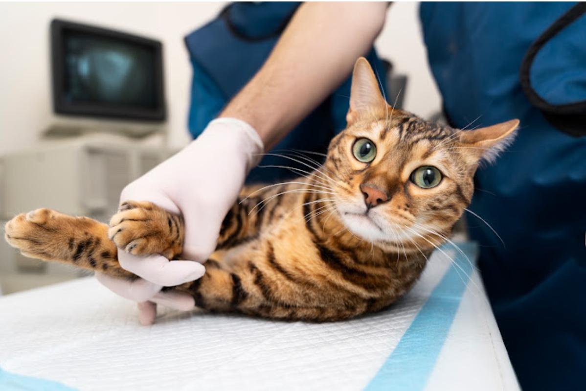 10 Klinik Haiwan Terbaik di Sarawak 2025 20 PetLife Veterinary Clinic 1