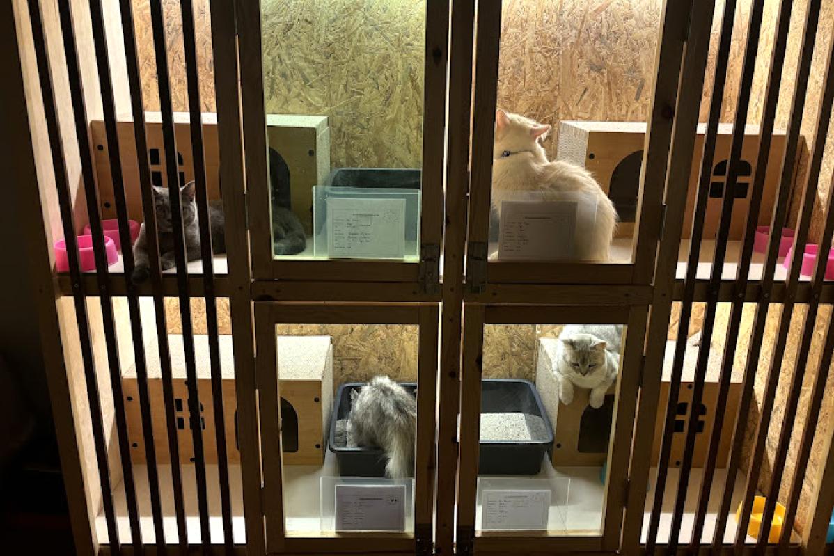 Top 10 Best Pet Boarding in Penang 2025 15 Petpampering Hotel Spa 1