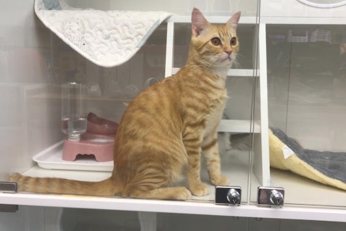 Top 10 Best Pet Boarding in Sarawak 2025 15 Petquarters 1