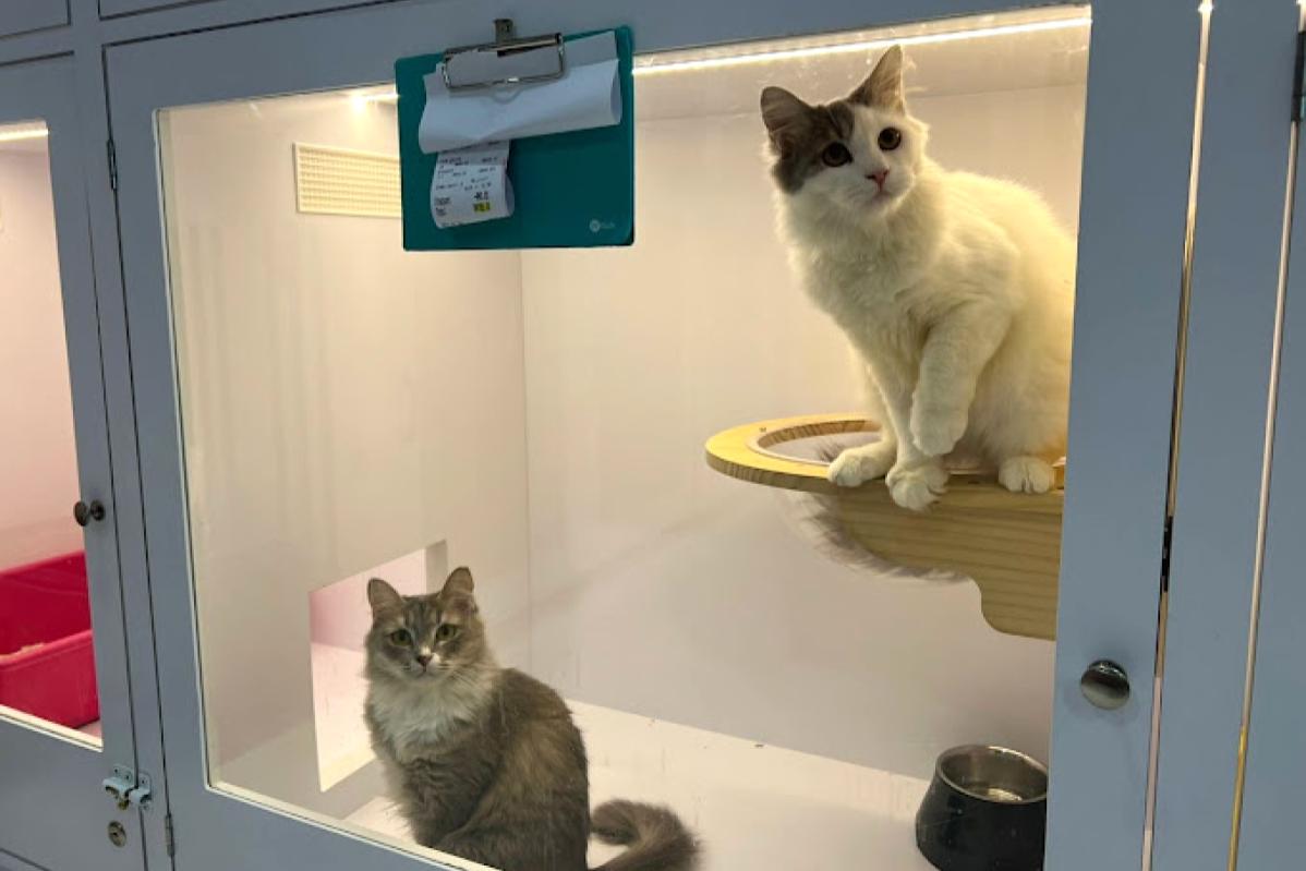 10 Pet Boarding Terbaik di Pulau Pinang 2025 7 Pink Whiskers Pet Spa Hotel 1