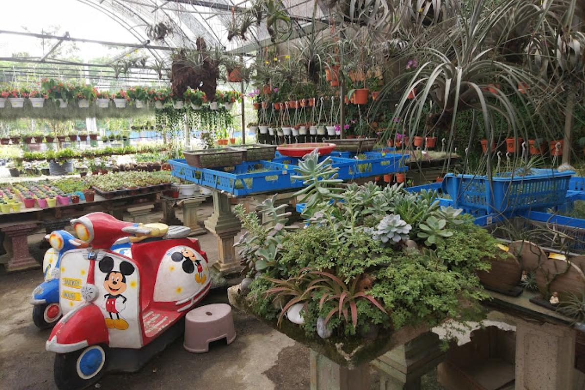 Top 10 Best Plant Nurseries in KL & Selangor 2025 7 Potters Garden
