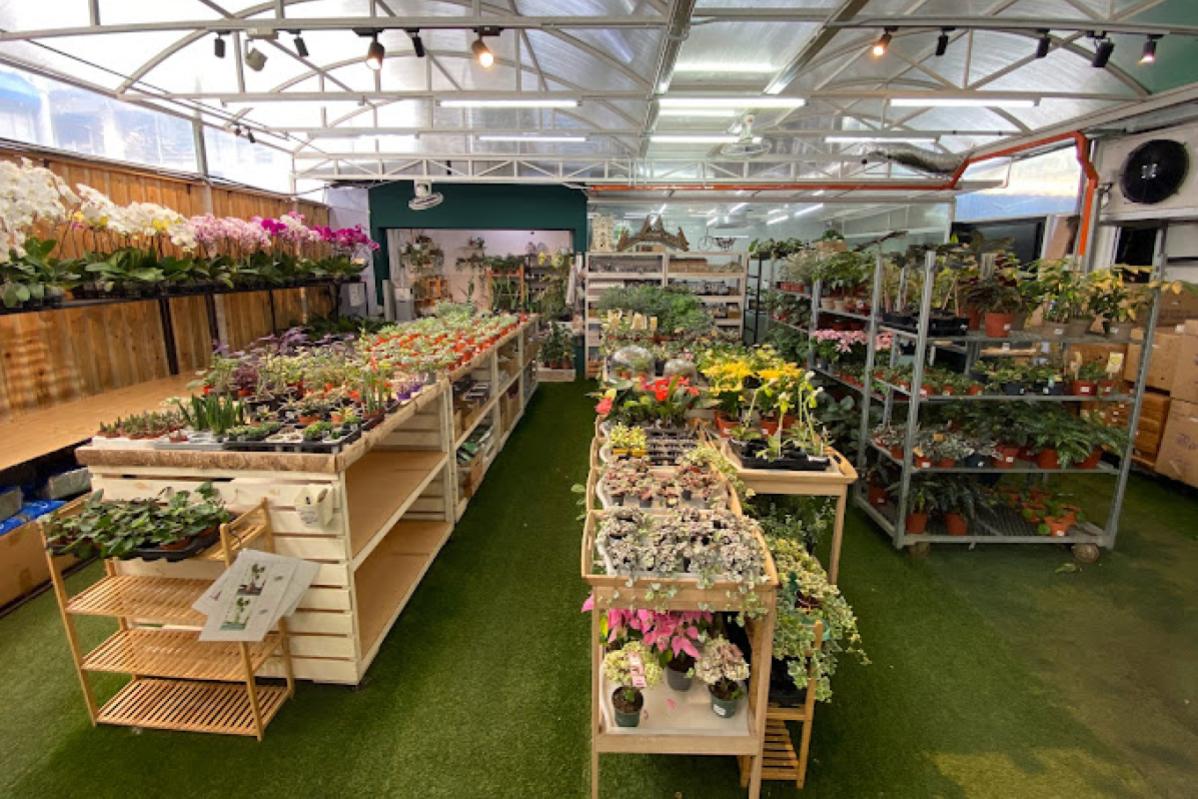 Top 10 Best Plant Nurseries in KL & Selangor 2025 8 Pudu Ria Florist