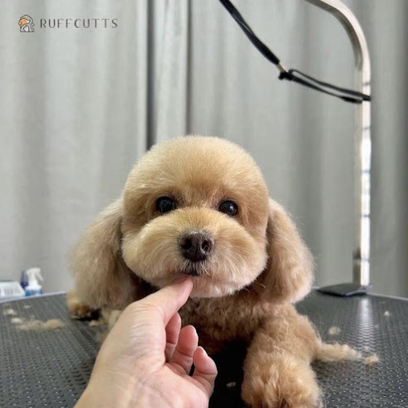 Top 10 Best Pet Boarding in Sarawak 2025 17 Ruffcutts Pet Boarding and Grooming 1