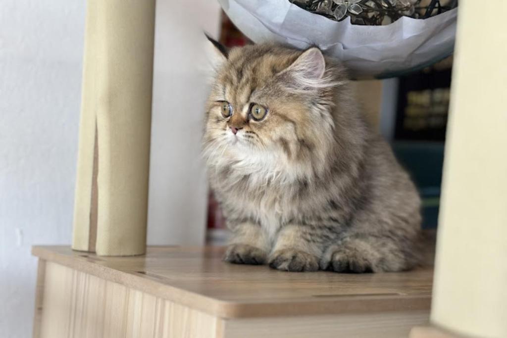 Top 10 Best Pet Boarding in Ipoh 2025 15 SiManja SiComel Pets Shop 1