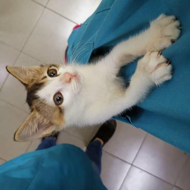 10 Klinik Haiwan Terbaik di Johor 2025 5 South Paws Veterinary Clinics 1