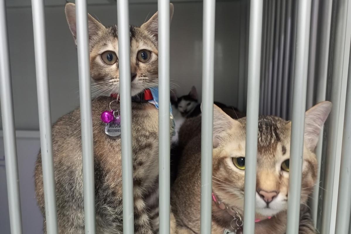 Top 10 Best Pet Boarding in Melaka 2025 13 TSR Cat Hotel 1