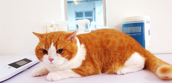 Top 10 Best Pet Boarding in Johor 2025 9 Tam Groom2Bloom Cat Spa Hotel 1