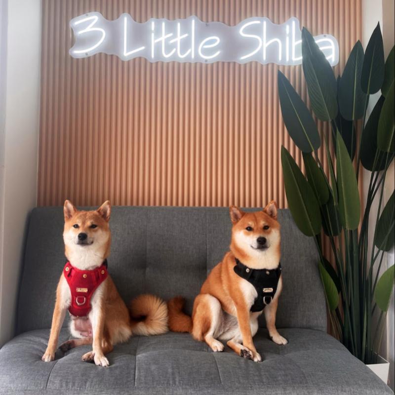 Top 20 Best Dog Cafes in Malaysia 2025 38 Three Little Shiba Studio and Cafe 1