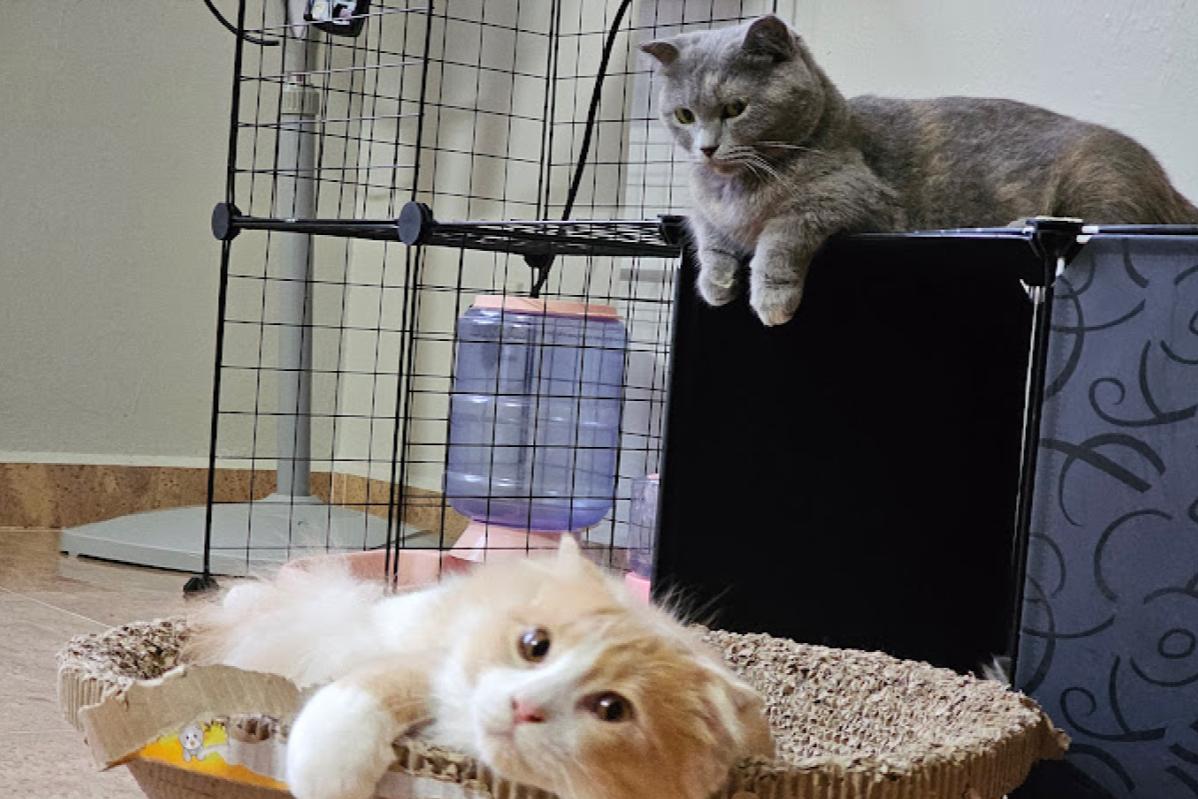 Top 10 Best Pet Boarding in Penang 2025 21 Ufis Premium Cat Hotel 1