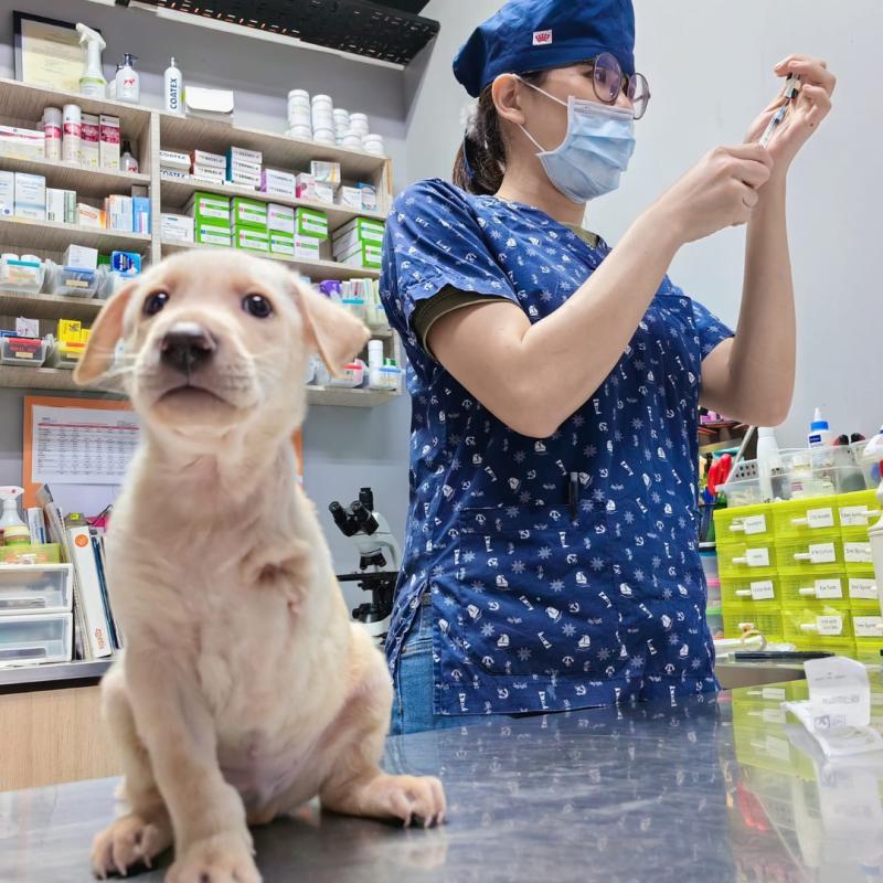 10 Klinik Haiwan Terbaik di Johor 2025 17 Vet Partners Veterinary Clinic 1