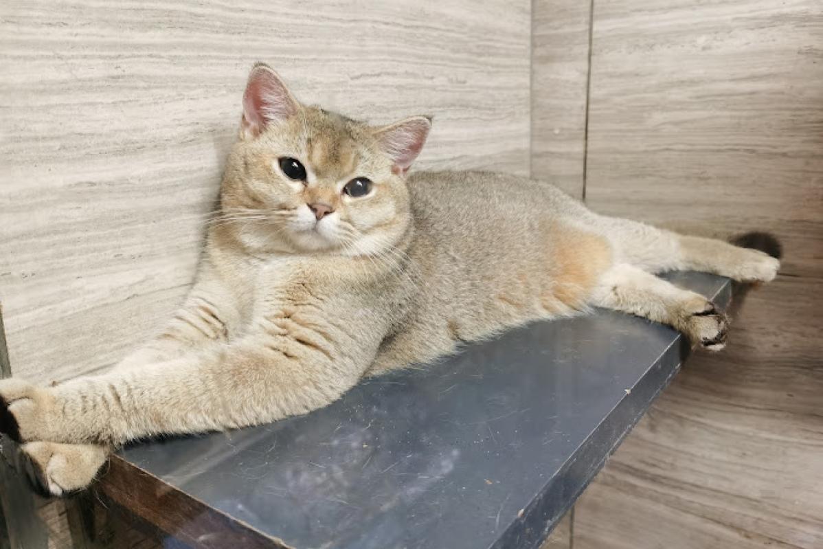 Top 10 Best Pet Boarding in Sabah 2025 7 Wawa Pet House 1