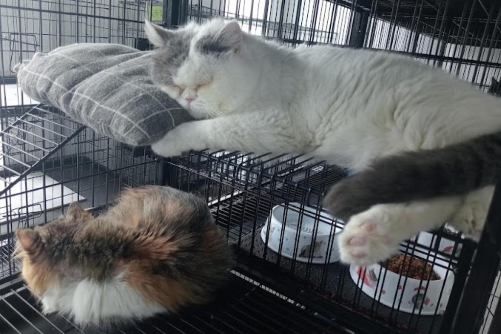 Top 10 Best Pet Boarding in Sabah 2025 9 Zuzu Cat Hotel Grooming 1