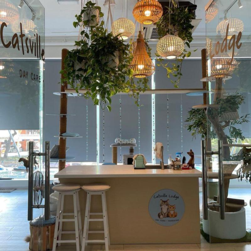 Top 10 Best Pet Boarding in Penang 2025 2 Catsville Lodge 2