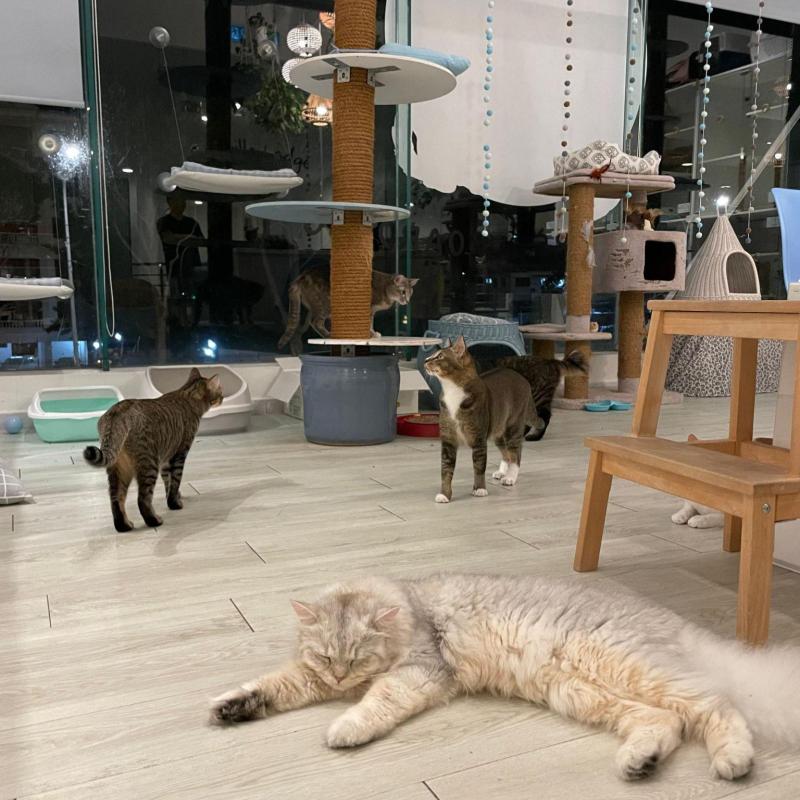 Top 10 Best Pet Boarding in Penang 2025 3 Catsville Lodge 3