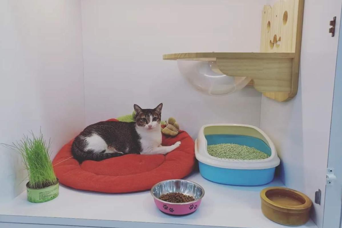 Top 10 Best Pet Boarding in Penang 2025 7 Pink Whiskers Pet Spa Hotel