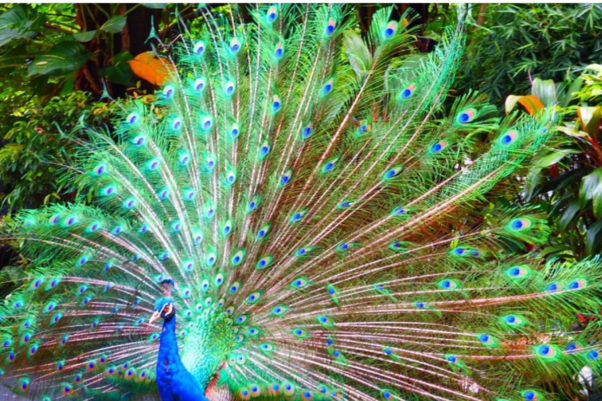 Top 10 Best Places to Visit During the Upcoming School Holidays in Malaysia 5 Kuala Lumpur Bird Park Kuala Lumpur